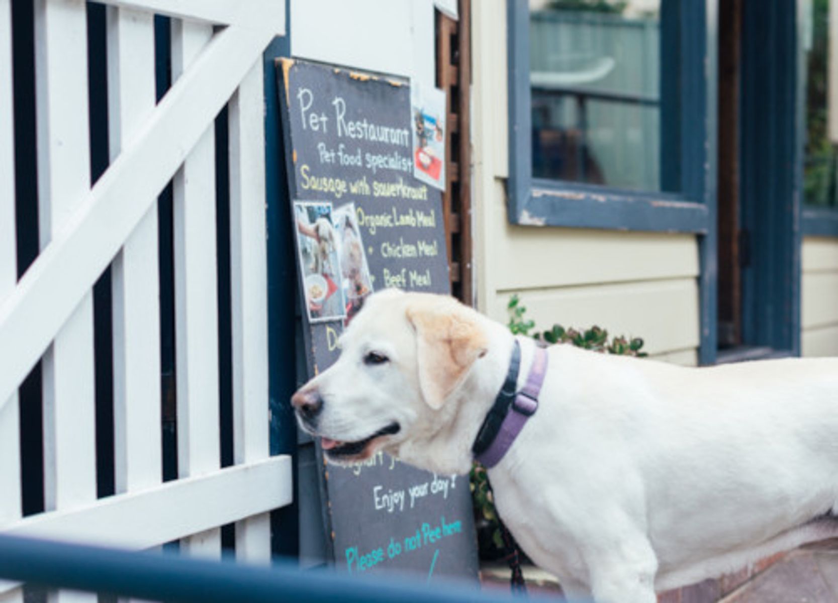 is lane cove national park dog friendly